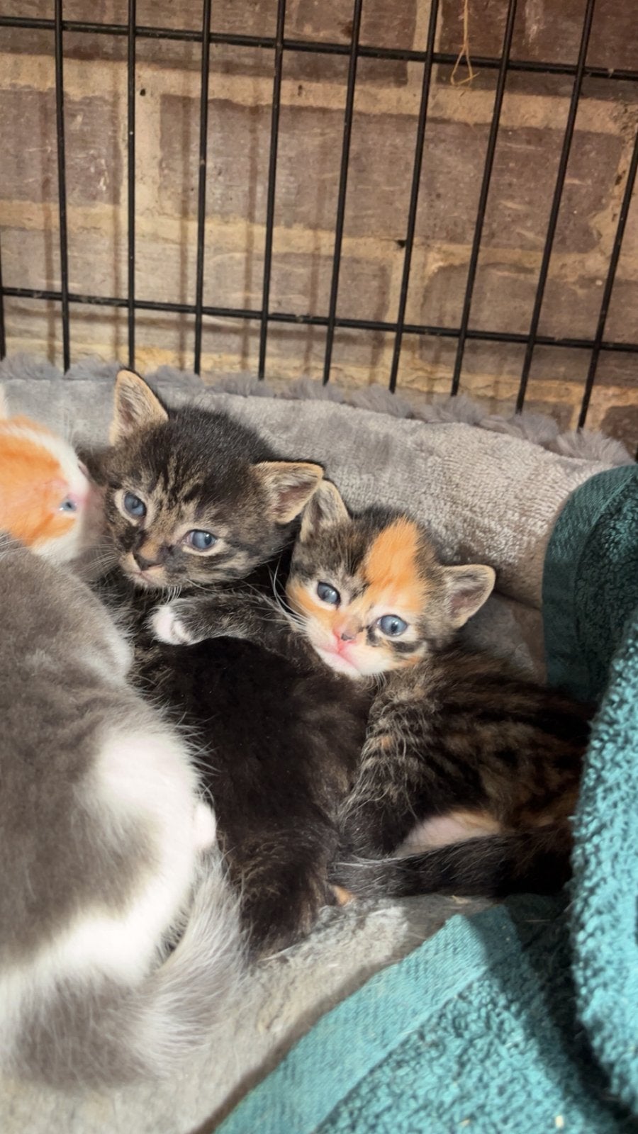 Lieve kittens te koop, Meerdere dieren, Ontwormd