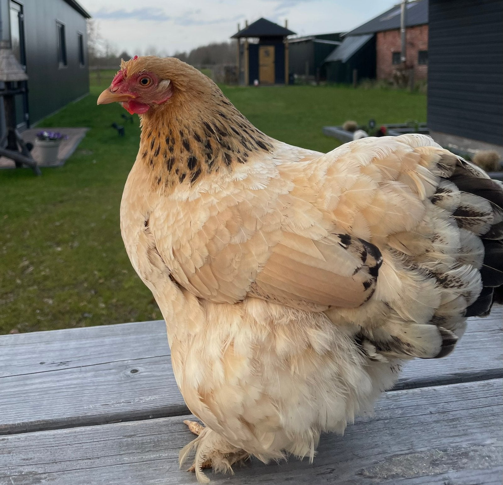 Cochin kriel broedeieren, Dieren en Toebehoren, Pluimvee, Geslacht onbekend, Kip
