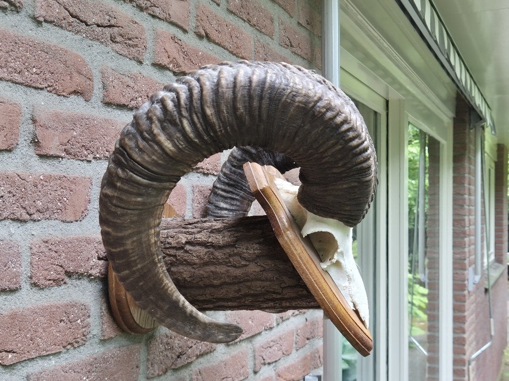 Schitterende Moeflon schedel met hoorns jacht hut Mancave 47, Ophalen of Verzenden, Zo goed als nieuw, Wild dier, Schedel