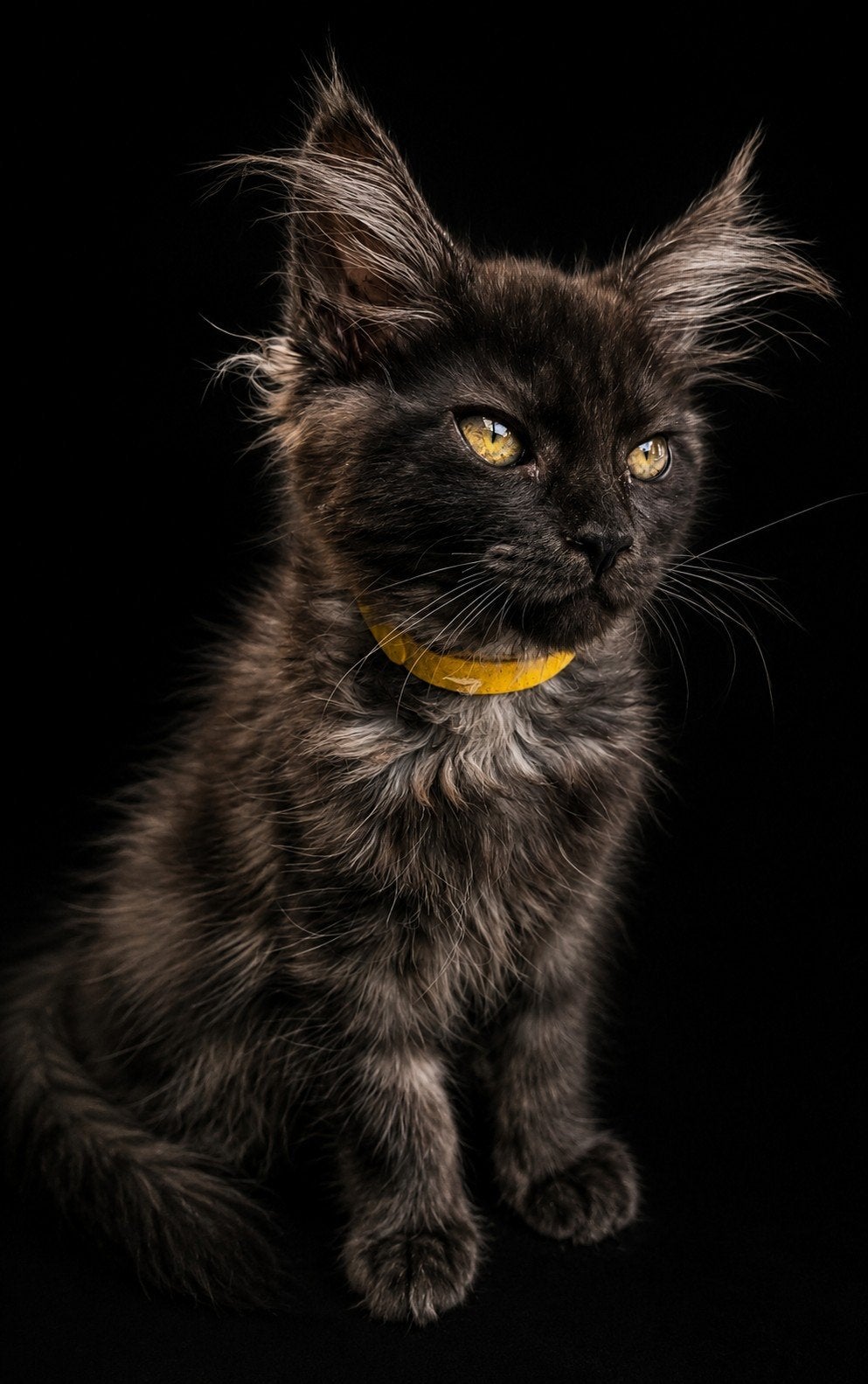 100% Maine Coon., Dieren en Toebehoren, Poes, Gechipt, 0 tot 2 jaar