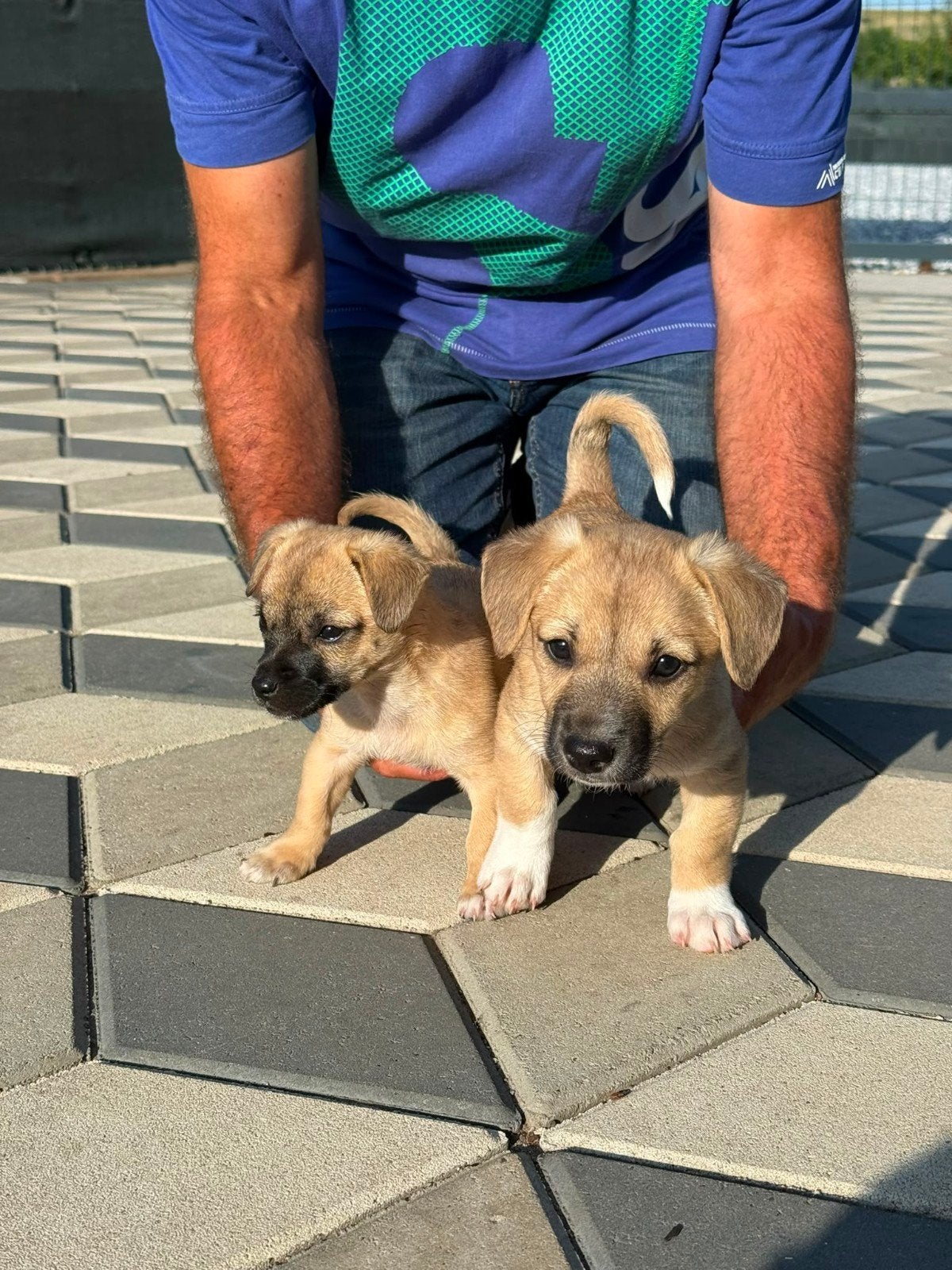 Joy mix Kleinblijvende-puppy reu, Dieren en Toebehoren, Honden | Niet-rashonden, Particulier, Reu, 8 tot 15 weken, Buitenland