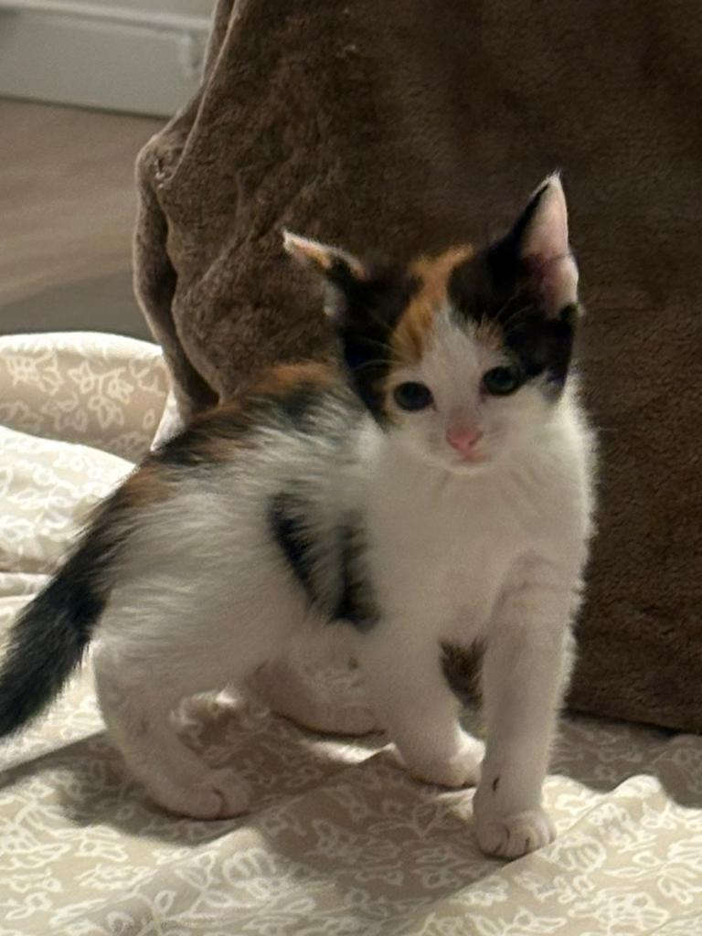 Kittens cyber en calico, Dieren en Toebehoren, Katten en Kittens | Overige Katten, Poes, Kortharig, 0 tot 2 jaar
