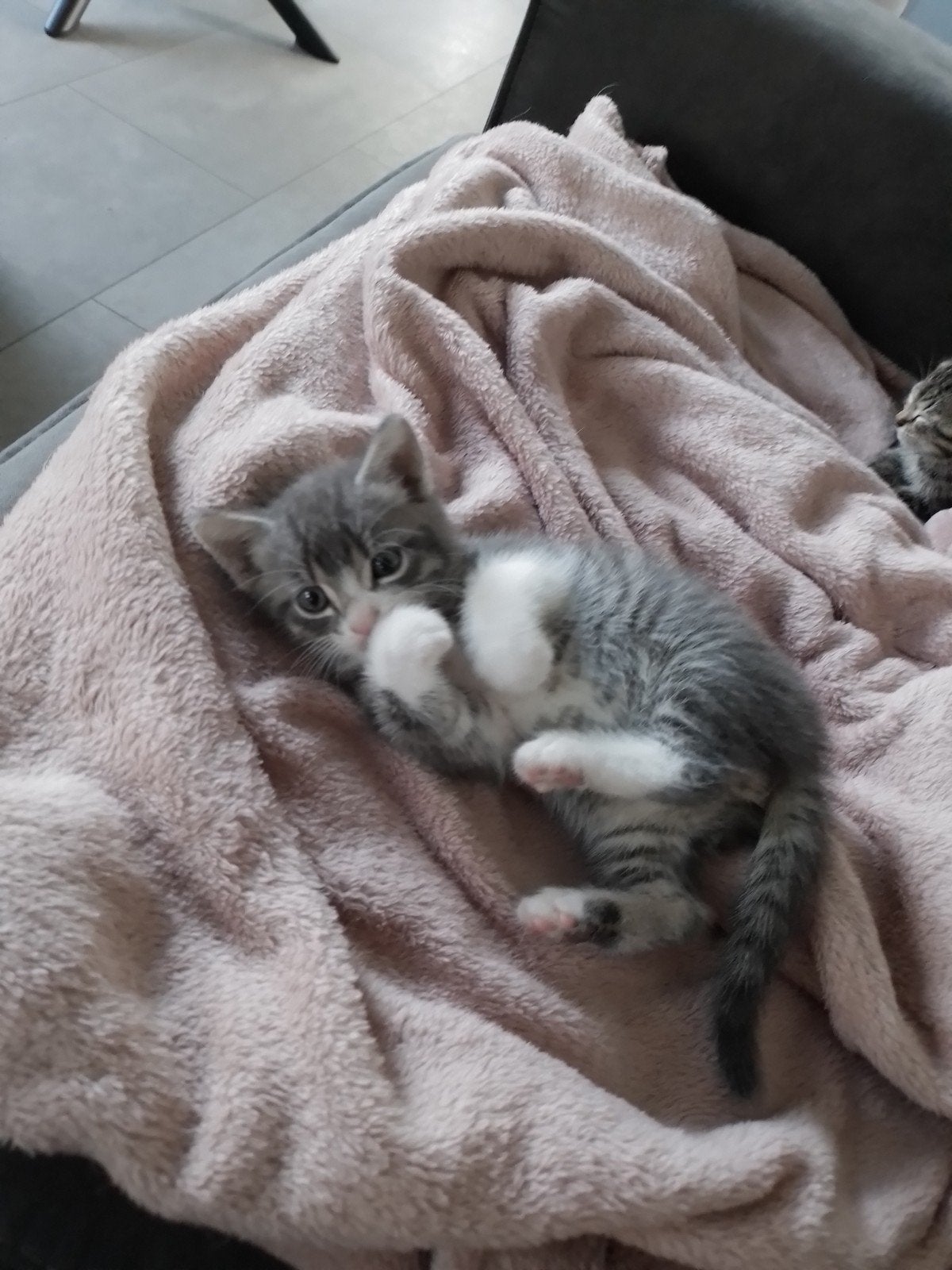 Prachtige halve blauwe rus kittens, Dieren en Toebehoren, Meerdere dieren