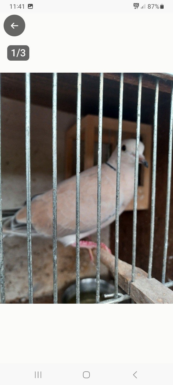 tortel duiven gratis, Dieren en Toebehoren, Meerdere dieren, Overige soorten
