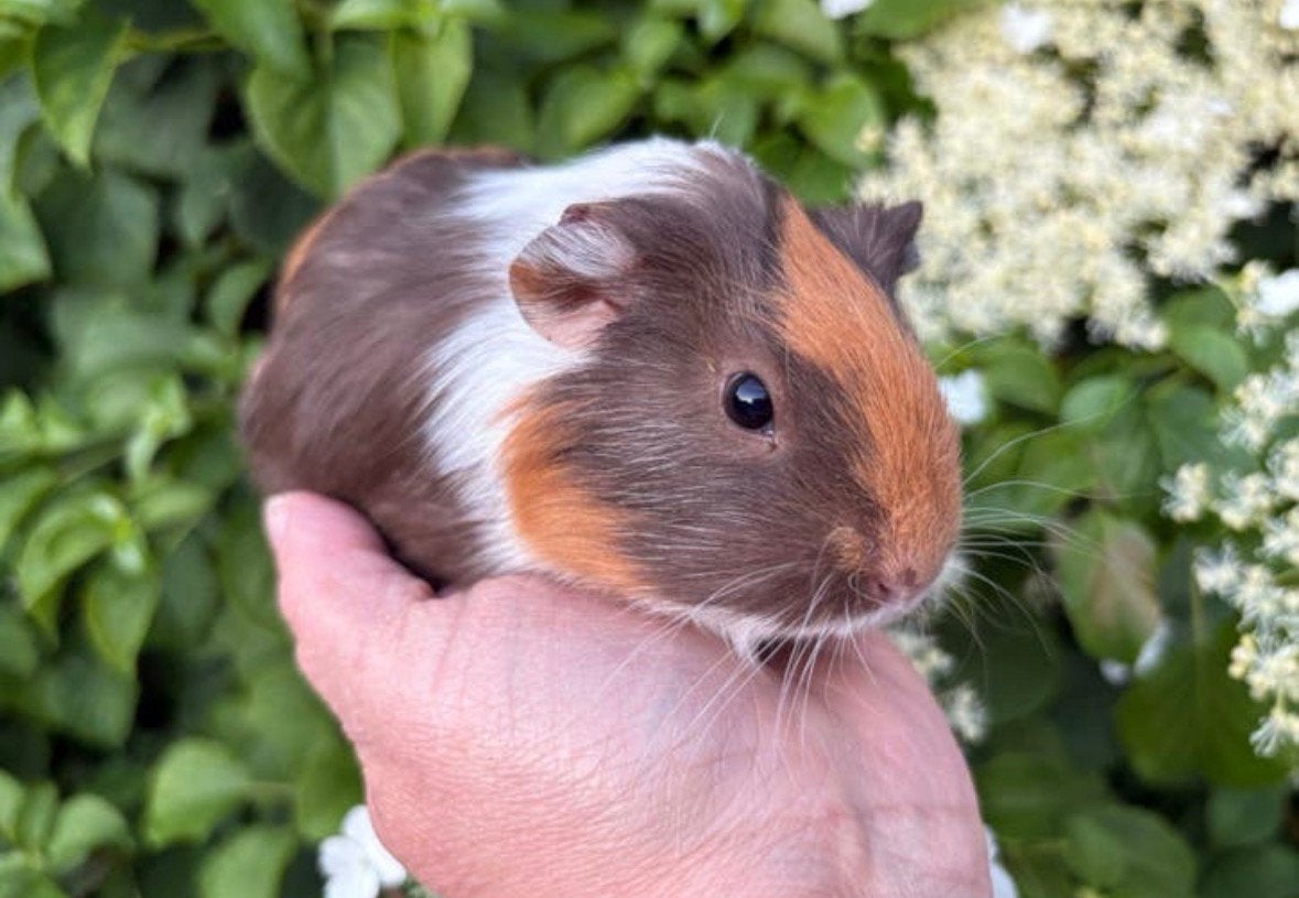 Leuke, tamme cavia zeugjes beschikbaar ( v/d zorgboerderij), Cavia, Vrouwelijk, Mei, Tam
