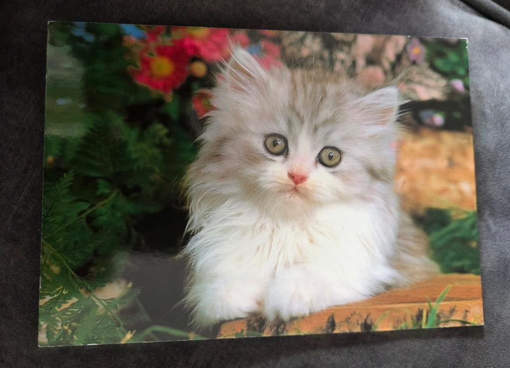 Pluizige kitten - ANSICHTKAART, Verzenden, Gelopen, Hond of Kat