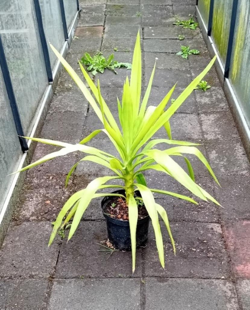 Yucca elephantipes., In pot, Minder dan 100 cm, Yucca, Halfschaduw
