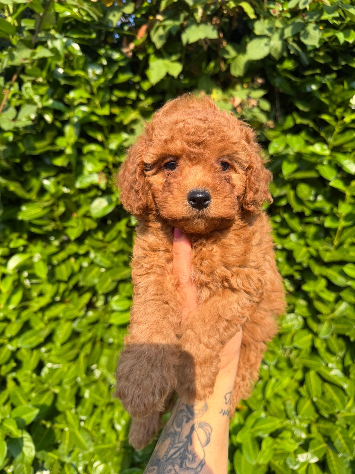 Maltipoo pups, maltipoo x toy poedel abrikoos, Parvo, Nederland, Overige rassen, 8 tot 15 weken
