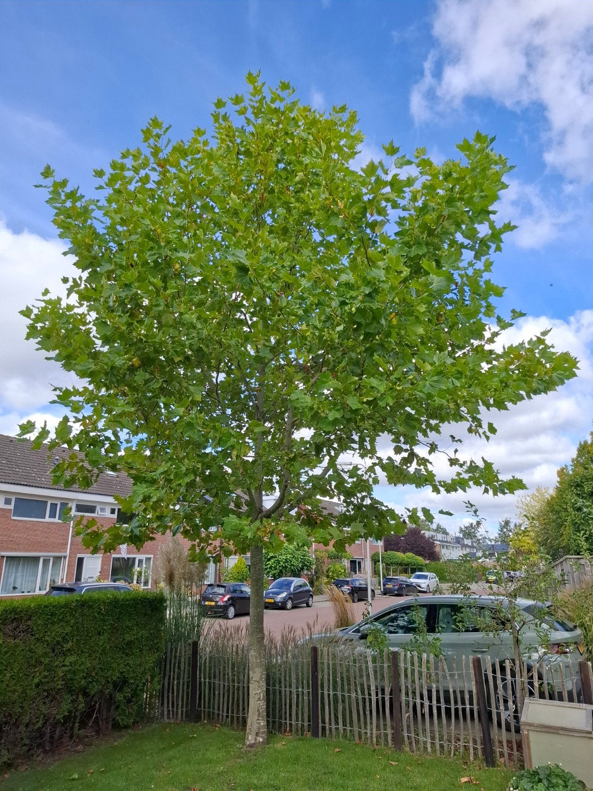 Plataan +- 6m, Tuin en Terras, Overige soorten, Zomer, 400 cm of meer, Ophalen