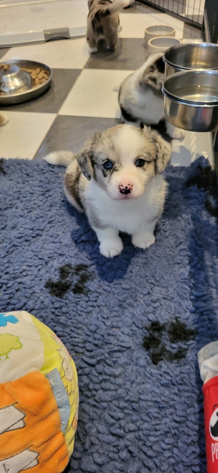 welsh corgi cardigan pups, Parvo, 8 tot 15 weken, Meerdere, Meerdere dieren