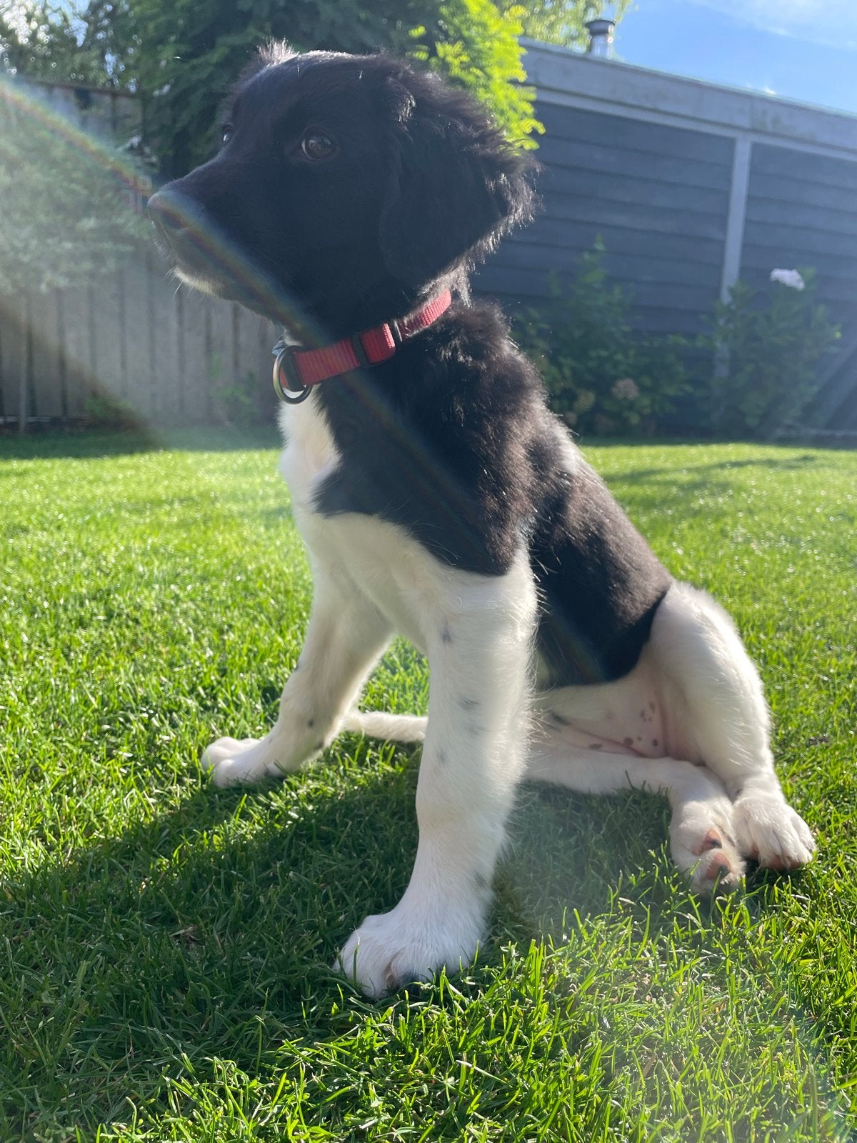 Mooie & lieve Friese Stabij pup, 8 tot 15 weken, Teef, Parvo, Eén hond