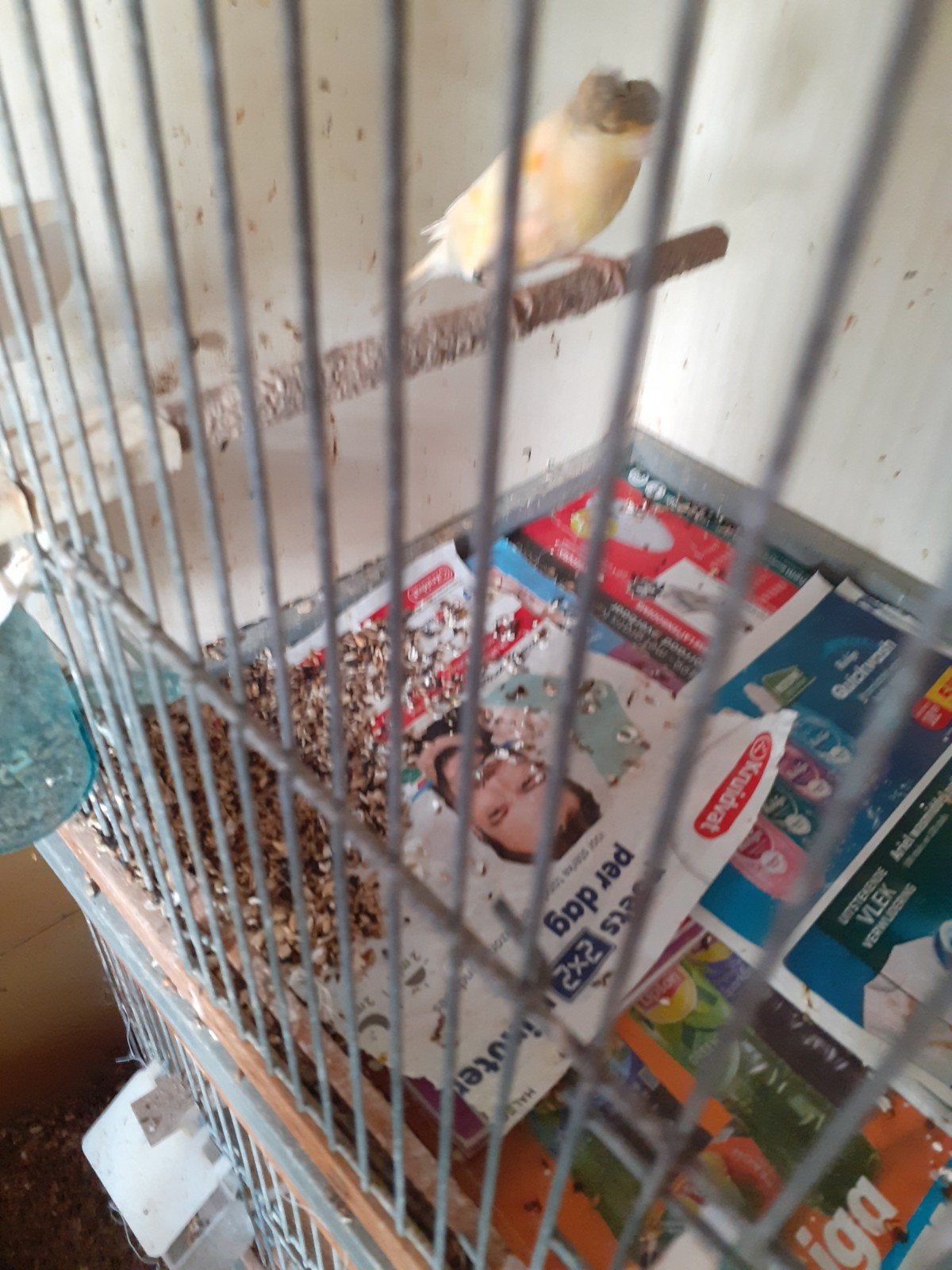 4 harlekijnen  geringd 2026 1 man 3 poppen, Meerdere dieren