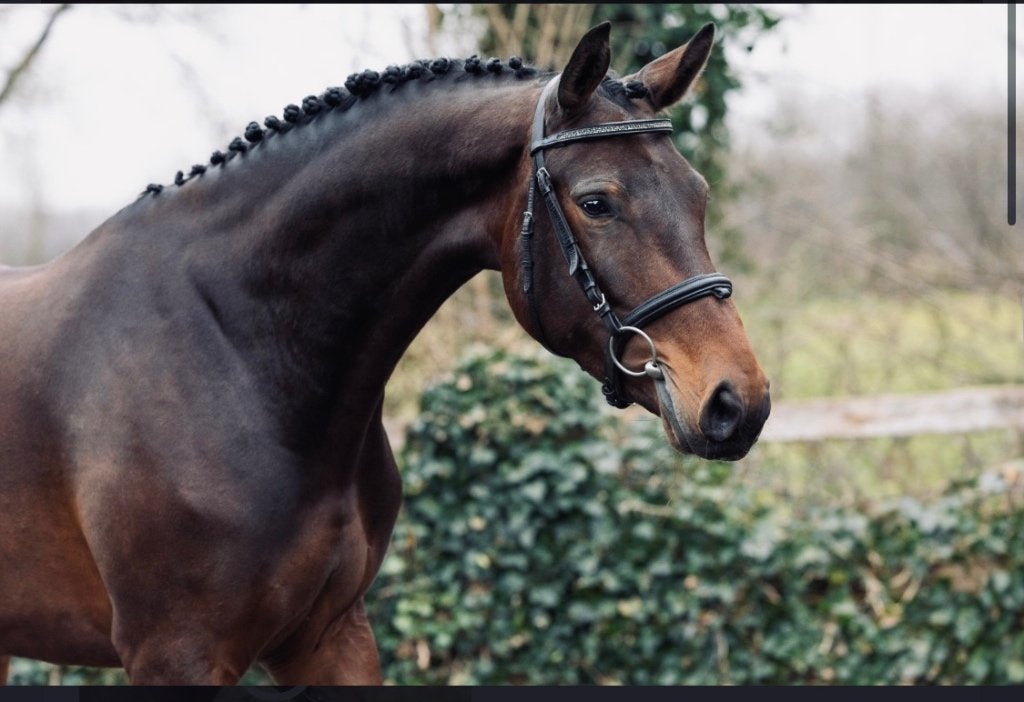4 jarige merrie, Merrie, Springpaard, Met stamboom, Zadelmak