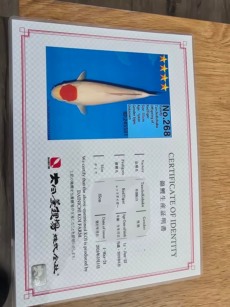 Te koop Tancho kohaku Dainchi, Karper of Koi