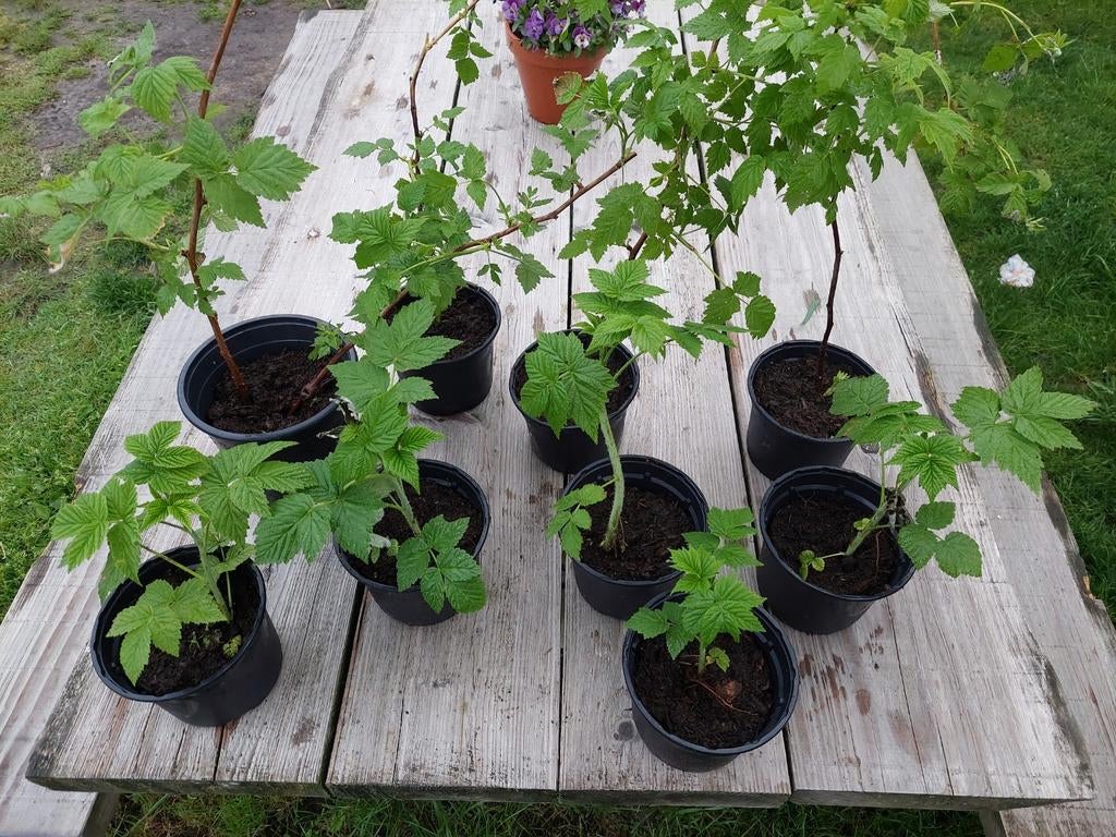 Frambozen planten, Ophalen, Vaste plant, Fruitplanten