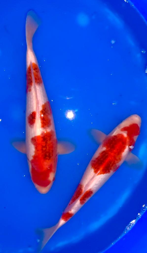 HQ Jumbo Tosai. Tancho, Asagi, Matsuba, Goromo, Dieren en Toebehoren, Vissen | Vijvervissen, Karper of Koi