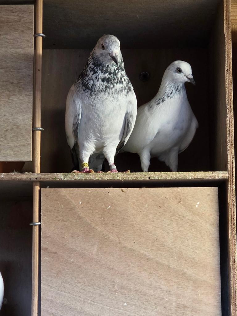 Tipplers, Meerdere dieren