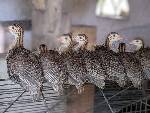 Parelhoenders, Dieren en Toebehoren, Meerdere dieren, Overige soorten