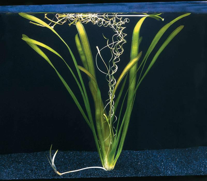 Vallisneria gigantea stekjes, Dieren en Toebehoren, Vissen | Aquaria en Toebehoren, Ophalen of Verzenden, Nieuw, Plant(en), Steen of Hout
