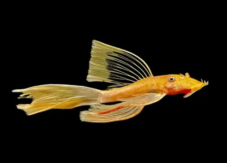 GEZOCHT ancistrus longfin man algeneter, Vis, Zoetwatervis