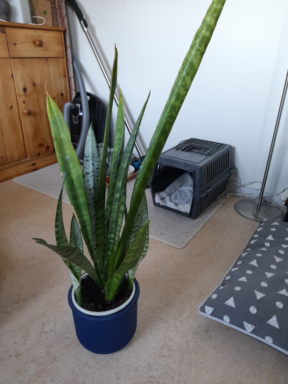 Sansevieria (Vrouwentong) ( zonder buitenpot ), Vaste plant, Bloeit niet, Halfschaduw, Ophalen