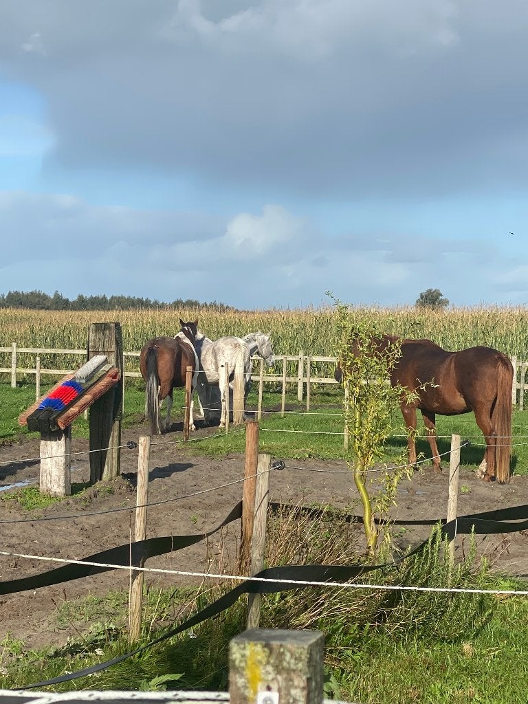 Plekje vrij in kleinschalig Paddock Paradise, Weidegang, 1 paard of pony