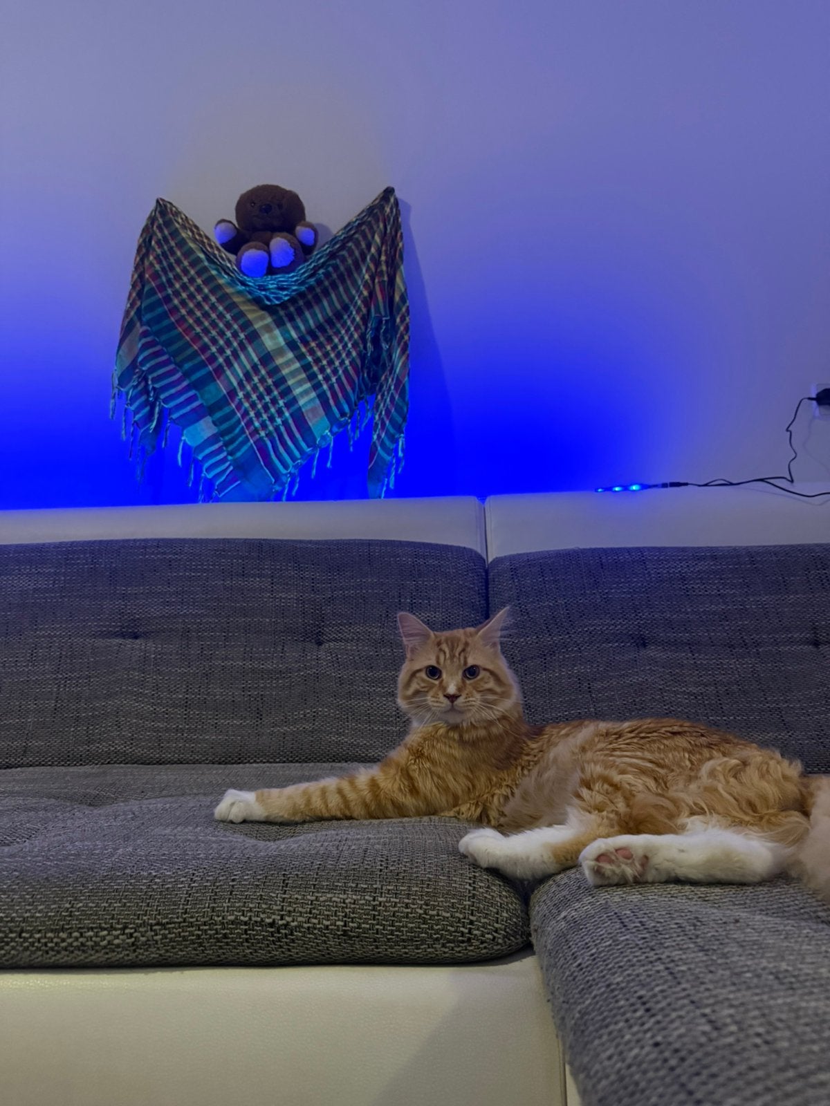 Prachtige Maine Coon Kater 100 €, Dieren en Toebehoren, Kater, 0 tot 2 jaar