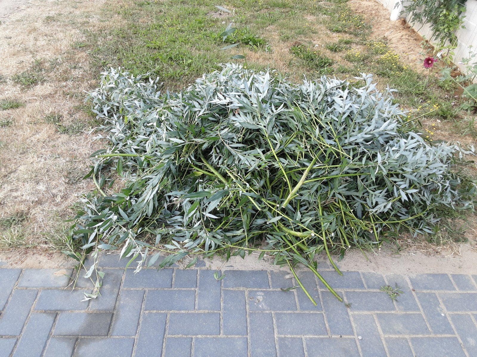 Twijgen van de knotwilgen, Tuin en Terras, Ophalen, Overige soorten, Volle zon