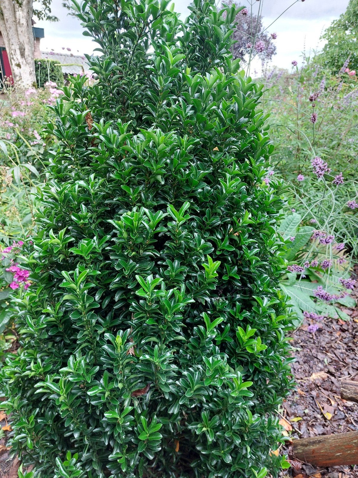 Euonymus Green Spire, Ophalen, Overige soorten, Minder dan 100 cm