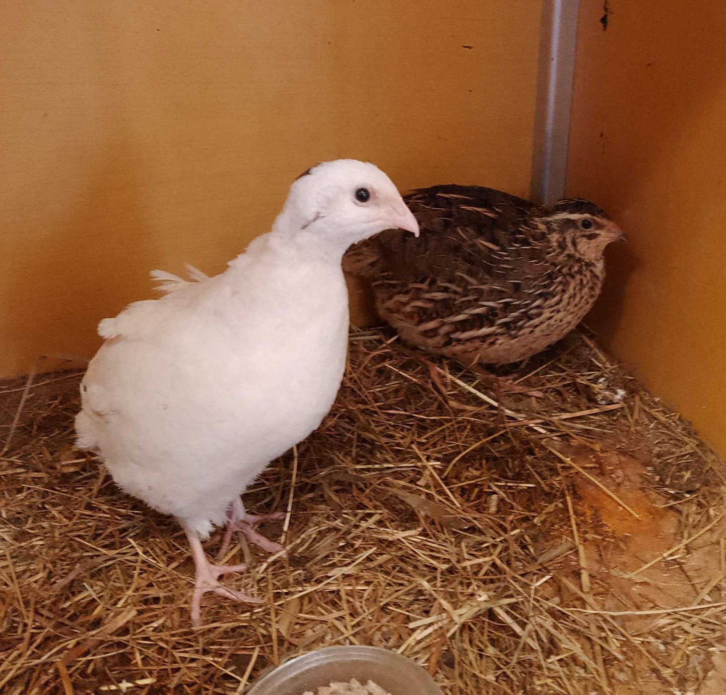 koppel Texas kwartels, Dieren en Toebehoren, Meerdere dieren, Overige soorten