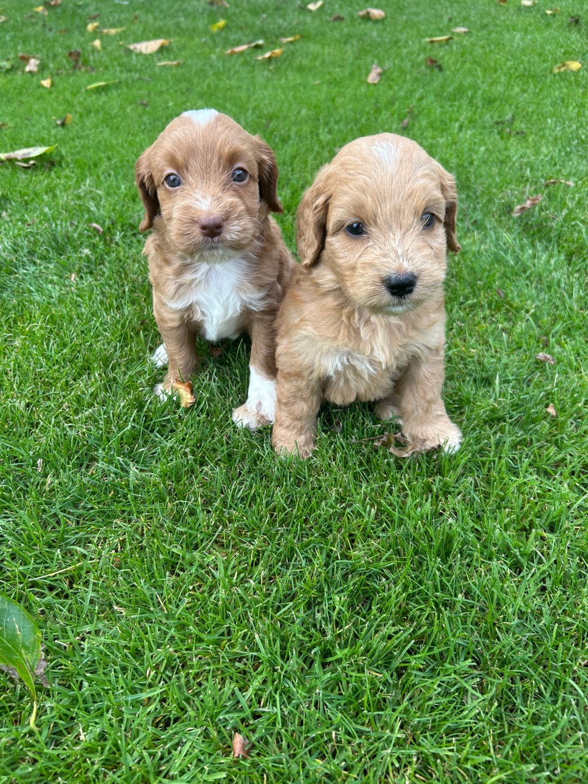 Mooie labradoodle pups, Overige rassen, 8 tot 15 weken, Teef, Meerdere