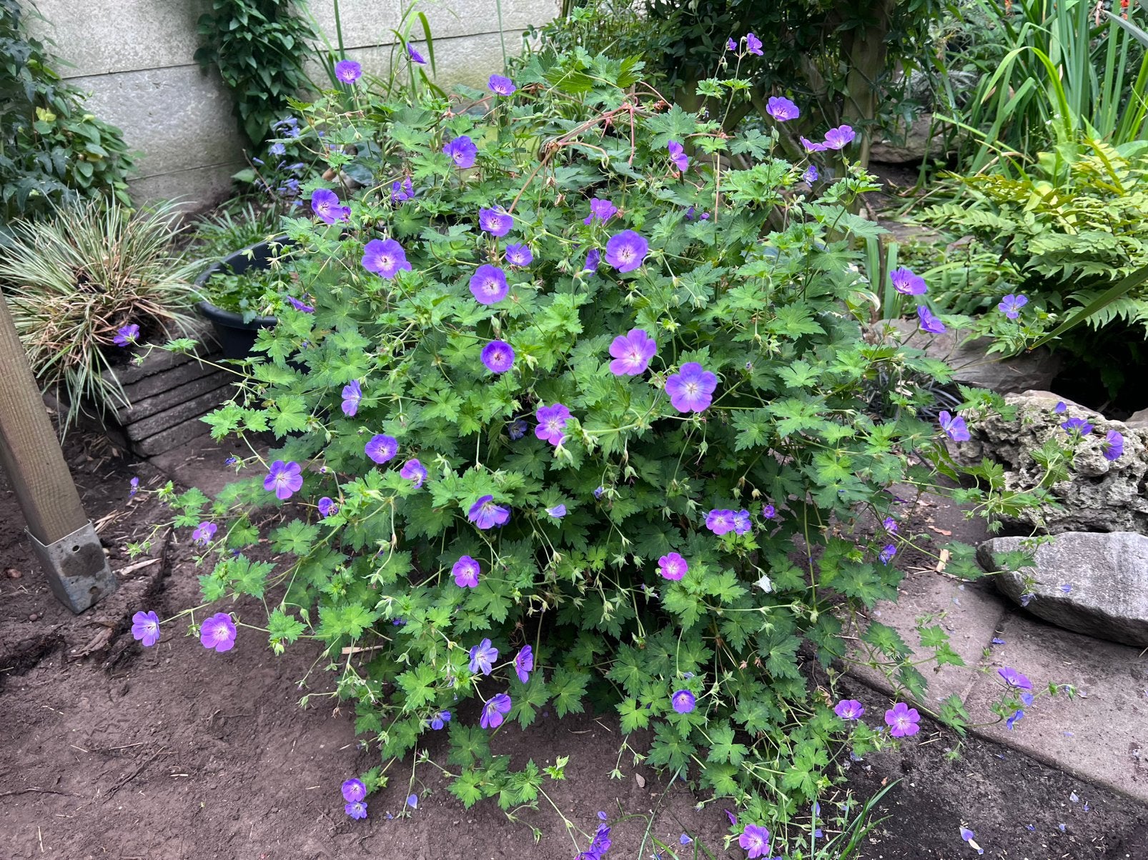 Mooie paarse geranium, Ophalen, Bodembedekkers, Volle zon, Vaste plant