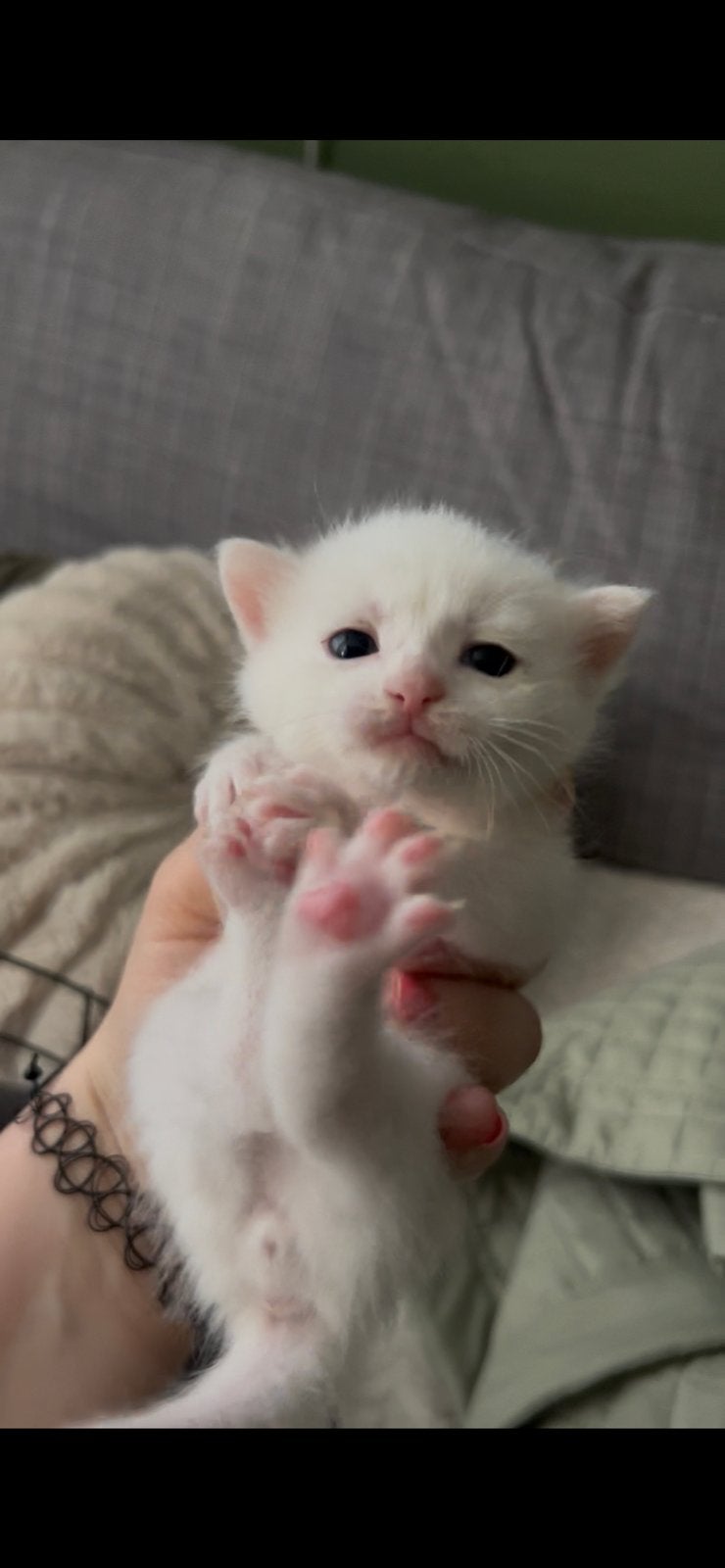💕Bijzonder lieve kitten te koop💕 brits korthaar mix, Kater, Ontwormd