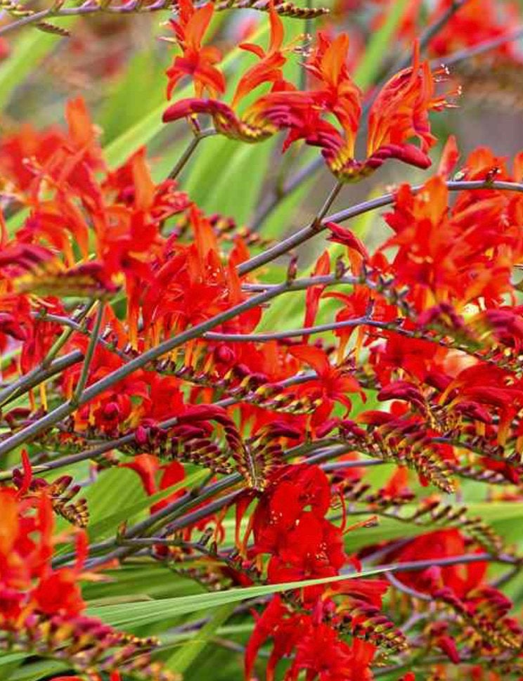 Montbretia (crocosmia), Volle zon, Vaste plant, Zomer, Ophalen