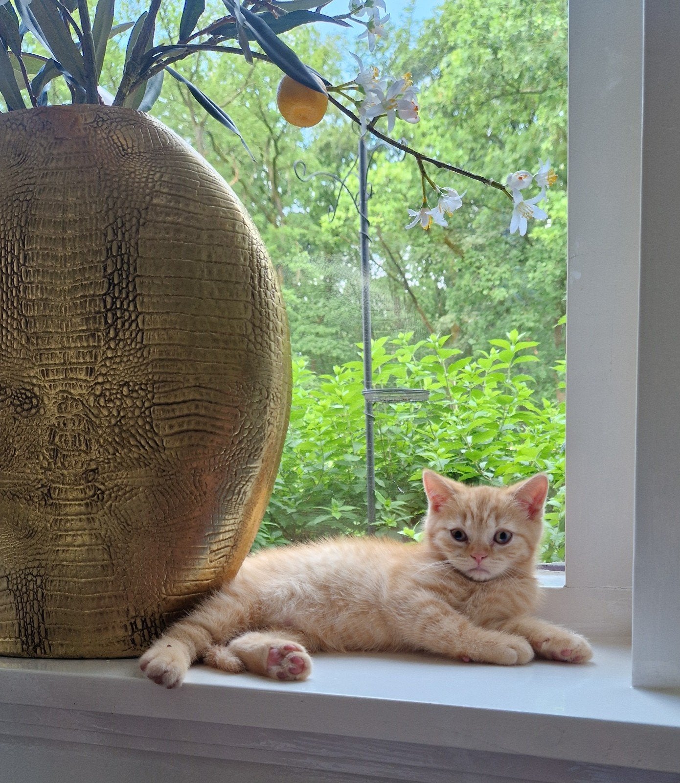 Prachtige brits / britse korthaar kittens met stamboom, Kater, Met stamboom, 0 tot 2 jaar