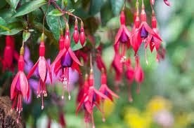 Mooie Fuchsia Mrs Popple (Bellenplant), Ophalen, Overige soorten, Volle zon