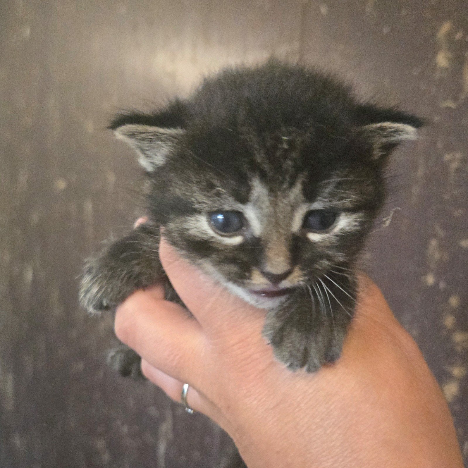 5 Schattige, Gezonde, Pluizenbolletjes van Kittens, Dieren en Toebehoren, Katten en Kittens | Overige Katten, Meerdere dieren