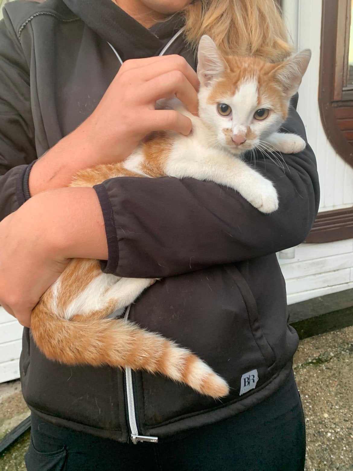 Lieve kitten te koop, Dieren en Toebehoren, Geslacht onbekend, 0 tot 2 jaar