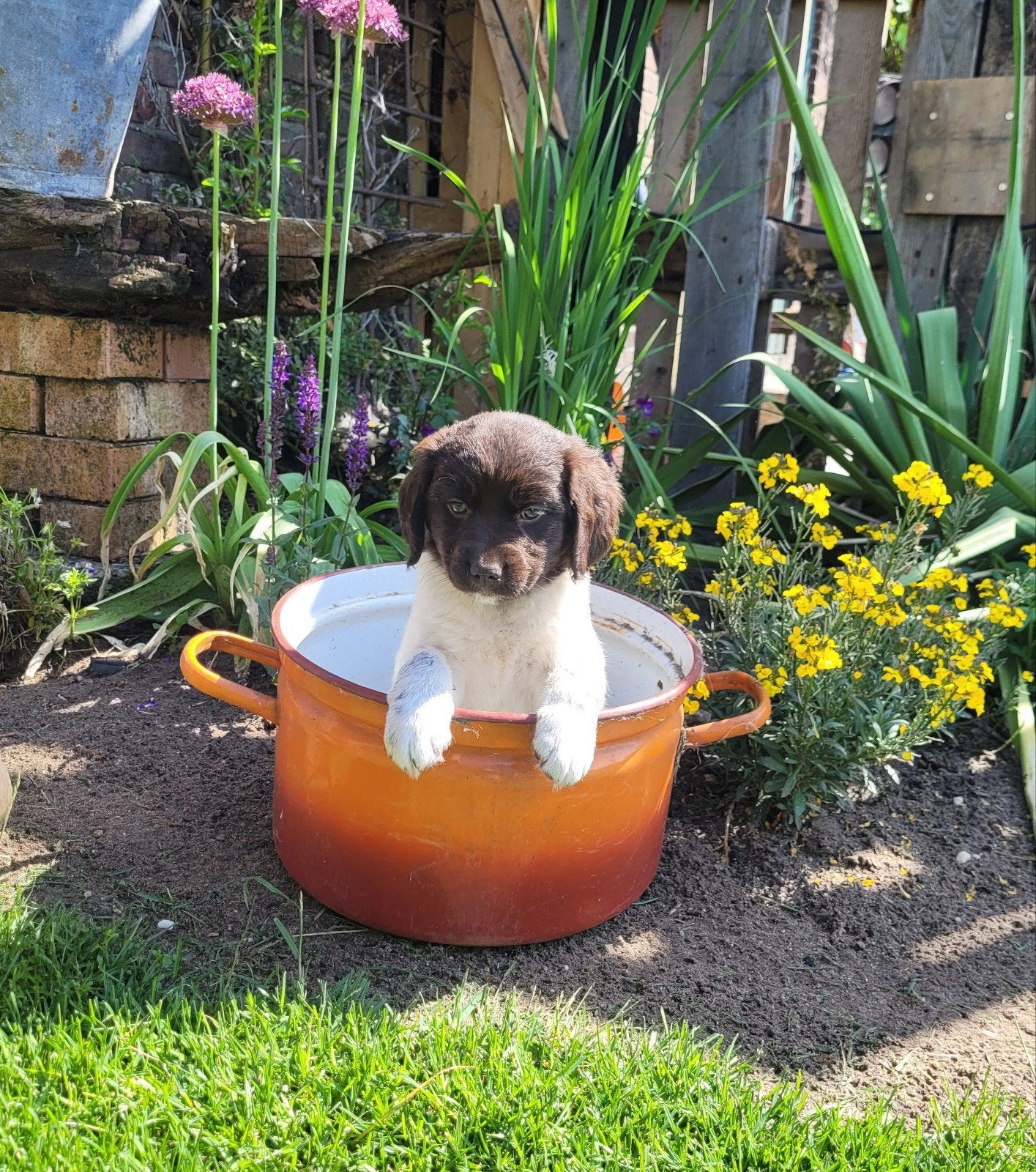 Friese stabij pup, bruin, 8 tot 15 weken, Eén hond, Nederland, Fokker | Hobbymatig