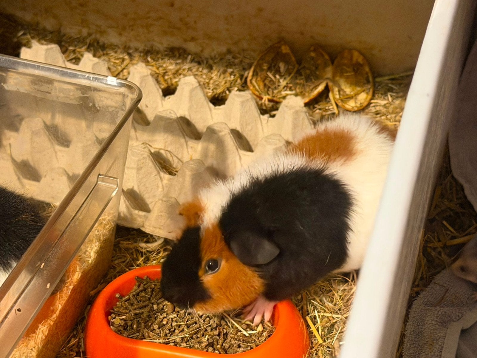 Cavia beertje, Dieren en Toebehoren, Cavia, April, Mannelijk, Tam