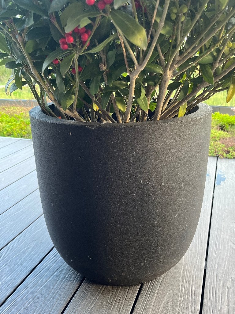 Skimmia Japonica incl. Urban smooth egg bloembak, Vaste plant, Halfschaduw, Winter, Ophalen