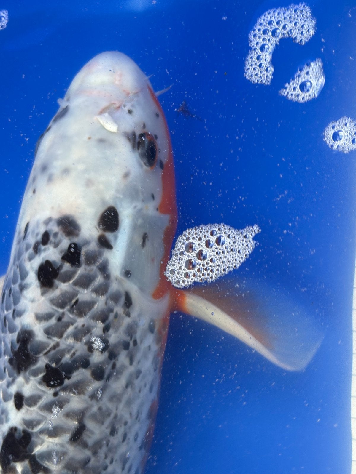 Grais 55 cm koi, Karper of Koi