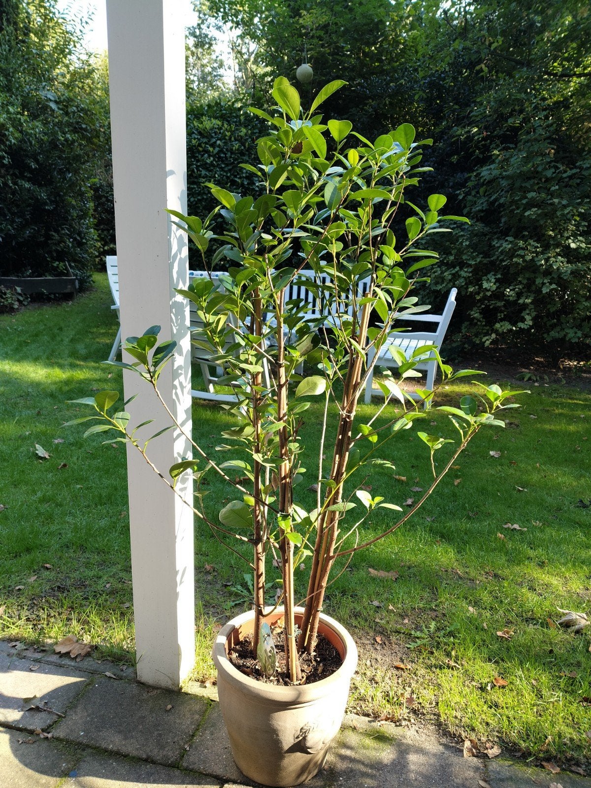 GRATIS AF TE HALEN: FICUS, Tuin en Terras, Ophalen, Volle zon, Overige soorten, 100 tot 250 cm