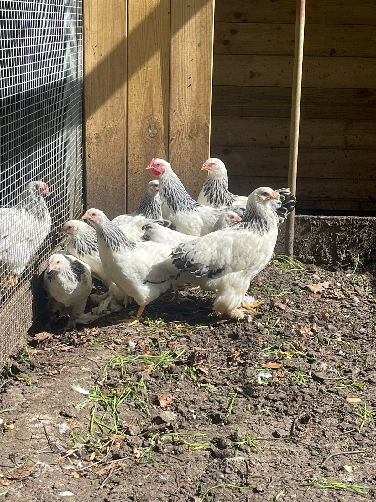 Verschillende soorten kippen: Wyandotte, Brahma, Barnevelder, Dieren en Toebehoren, Pluimvee, Vrouwelijk, Kip