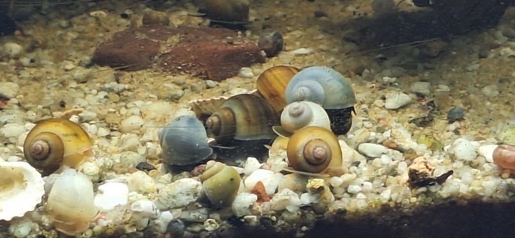 Appelslakken gele/ bruine en witte, Dieren en Toebehoren, Vissen | Aquariumvissen, Slak of Weekdier