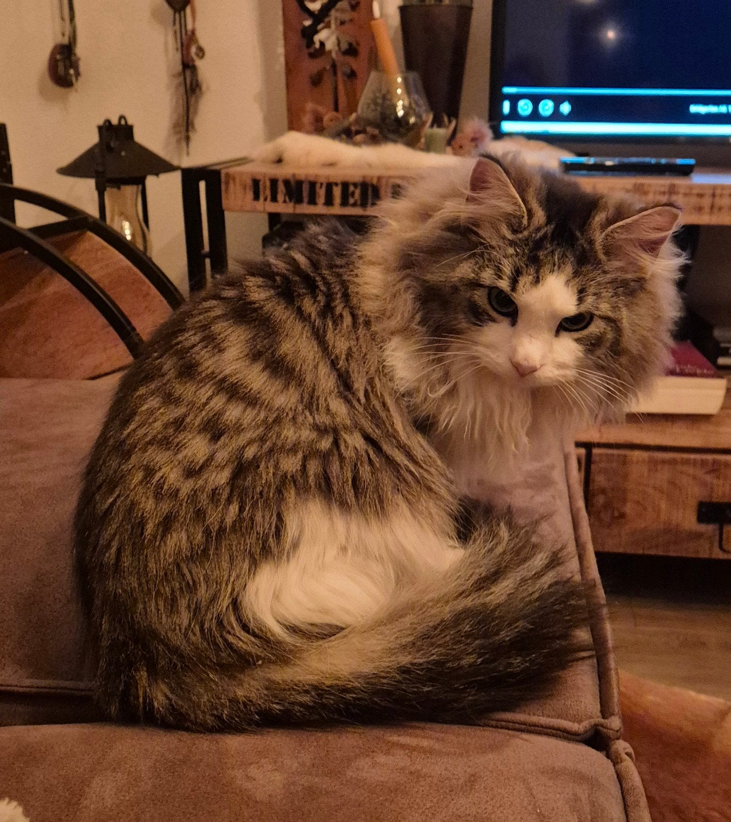 lieve noorseboskat kater, Dieren en Toebehoren, Katten en Kittens | Overige Katten, Kater, 0 tot 2 jaar