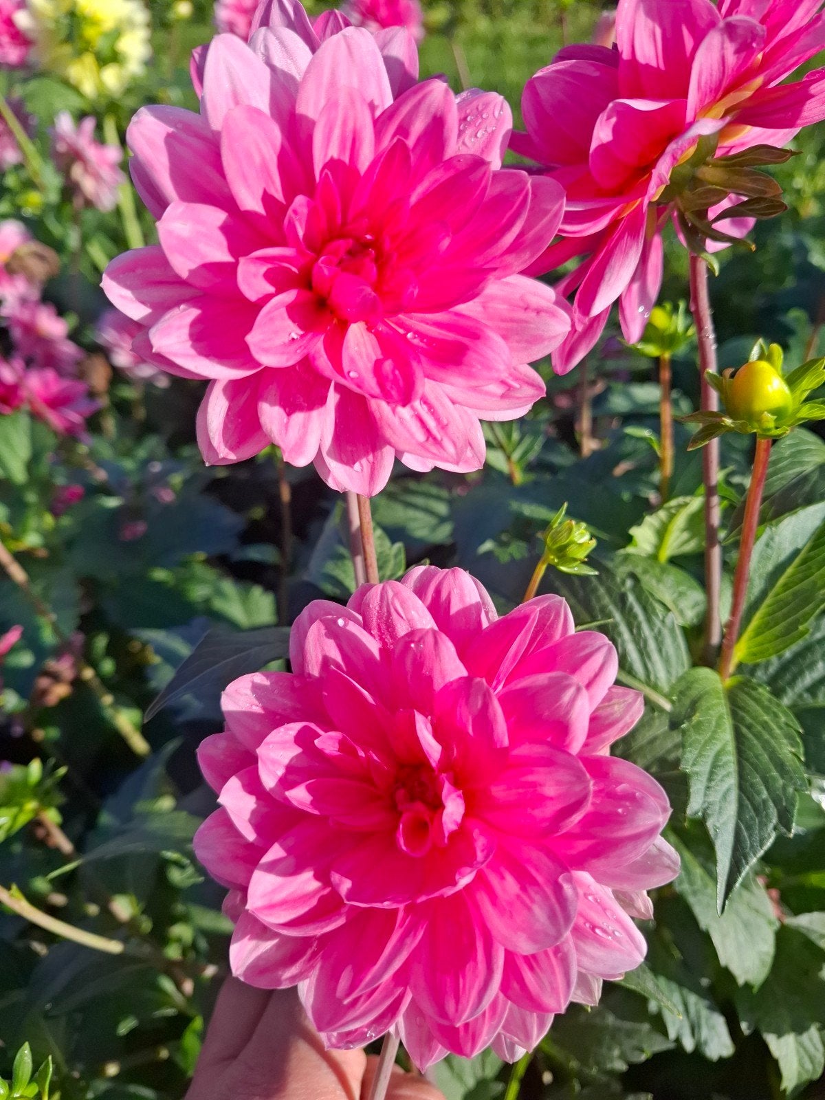 Dahlia Onesta knollen, Ophalen of Verzenden, Volle zon, Knol