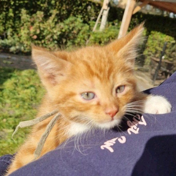 Super mooie, lieve & tamme kortharige boerderij kitten, Dieren en Toebehoren, Kater, Kortharig, 0 tot 2 jaar