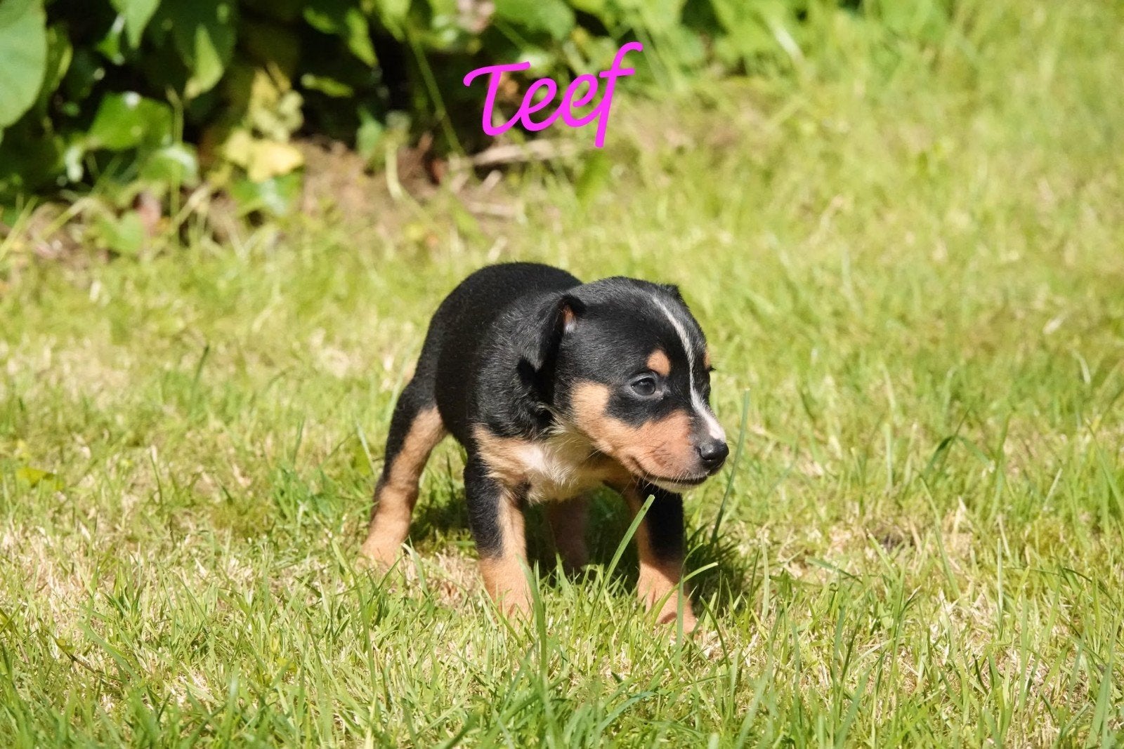 Pups kruising boerenfox x Duitse jachtterrier x appenseller, HCC (leverziekte), 8 tot 15 weken, Meerdere, Meerdere dieren