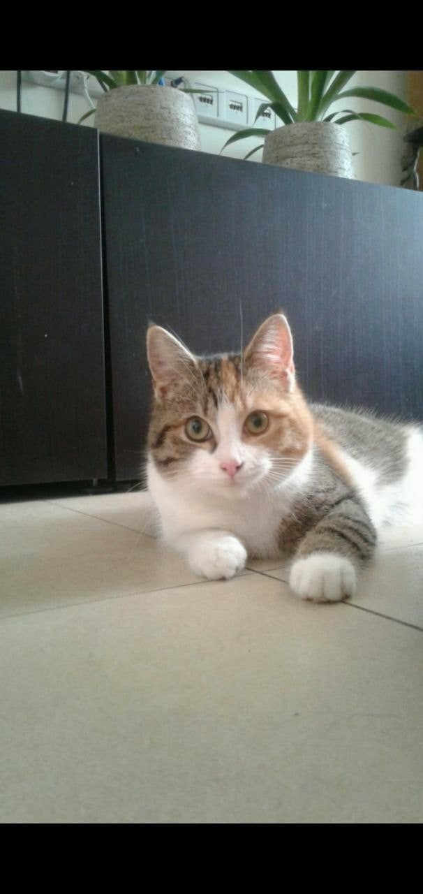 herplaatser poes, 6 jaar of ouder